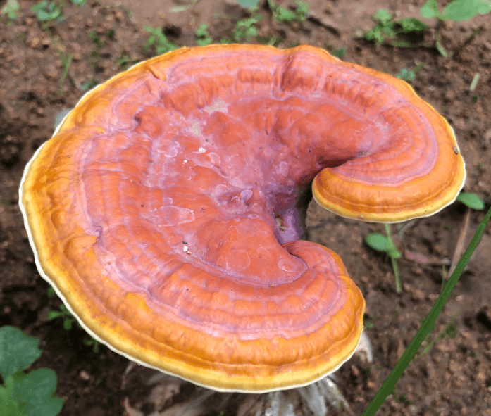   产妇能吃灵芝排骨汤？灵芝是大补食物，排骨也是大补，产妇能不能吃灵芝排骨汤？