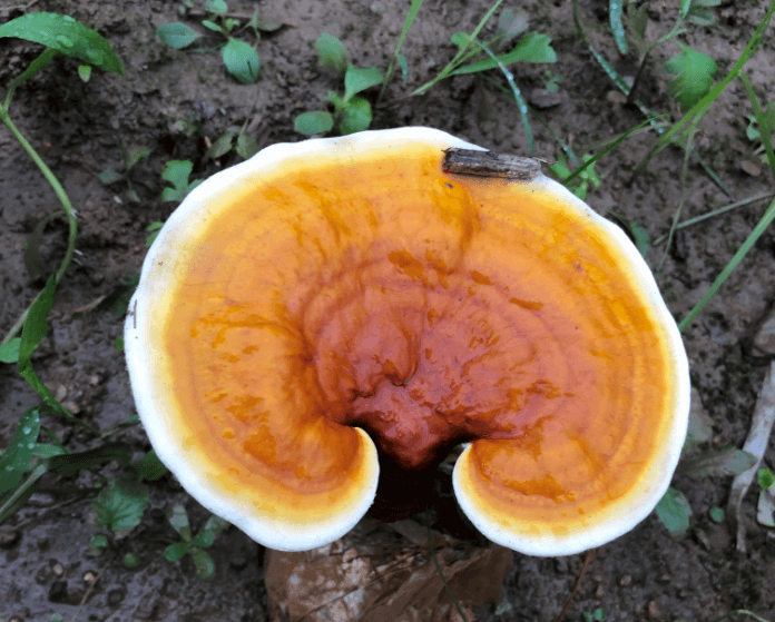 孕妇能吃灵芝排骨汤？灵芝是大补食物，排骨也是大补，孕妇能不能吃灵芝排骨汤？