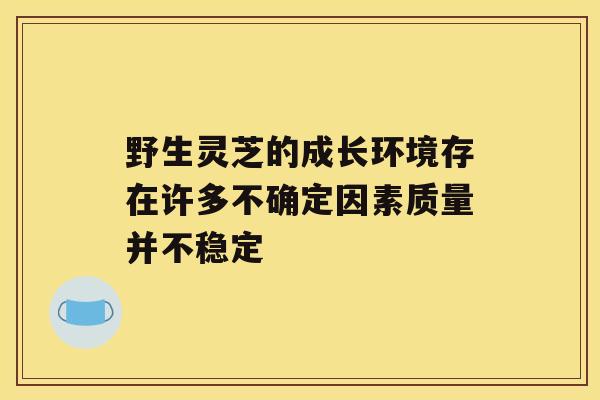 野生灵芝的成长环境存在许多不确定因素质量并不稳定