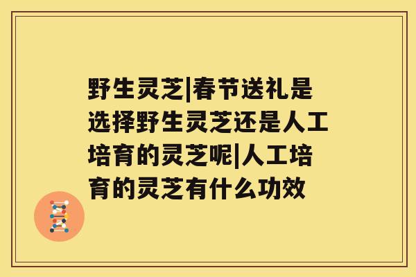 野生灵芝|春节送礼是选择野生灵芝还是人工培育的灵芝呢|人工培育的灵芝有什么功效