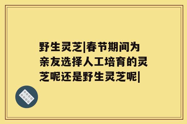 野生灵芝|春节期间为亲友选择人工培育的灵芝呢还是野生灵芝呢|