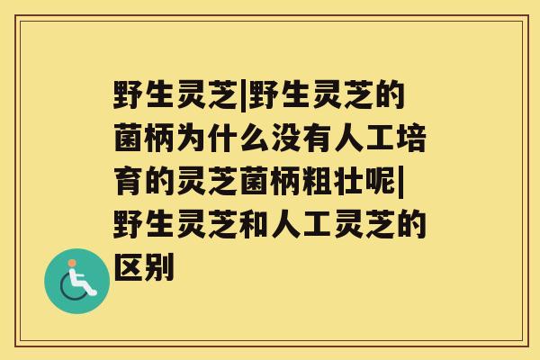 野生灵芝|野生灵芝的菌柄为什么没有人工培育的灵芝菌柄粗壮呢|野生灵芝和人工灵芝的区别 野生灵芝|野生灵芝的菌柄为什么没有人工培育的灵芝菌柄粗壮呢|野生灵芝和人工灵芝的区别