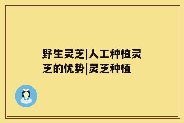 野生灵芝|人工种植灵芝的优势|灵芝种植 野生灵芝|人工种植灵芝的优势|灵芝种植