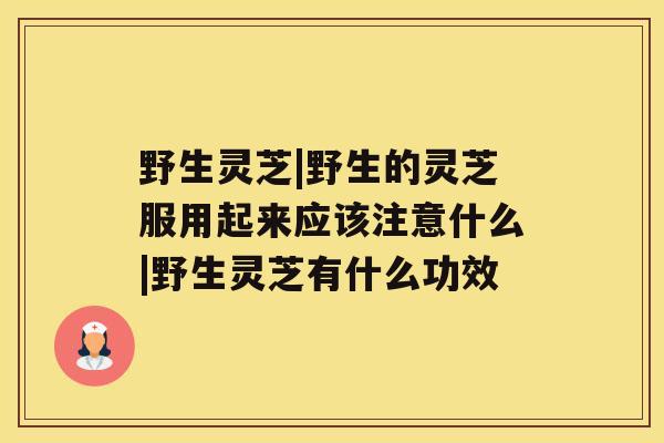 野生灵芝|野生的灵芝服用起来应该注意什么|野生灵芝有什么功效 野生灵芝|野生的灵芝服用起来应该注意什么|野生灵芝有什么功效