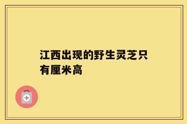 江西出现的野生灵芝只有厘米高 江西出现的野生灵芝只有厘米高