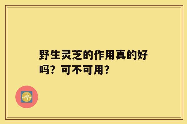 野生灵芝的作用真的好吗？可不可用？