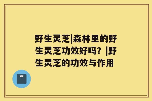 野生灵芝|森林里的野生灵芝功效好吗？|野生灵芝的功效与作用