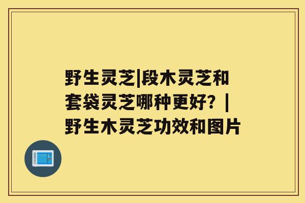 野生灵芝|段木灵芝和套袋灵芝哪种更好？|野生木灵芝功效和图片