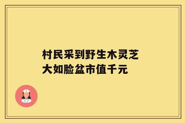 村民采到野生木灵芝 大如脸盆市值千元