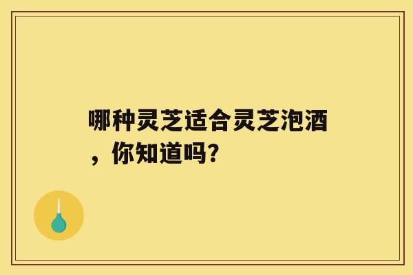 哪种灵芝适合灵芝泡酒，你知道吗？