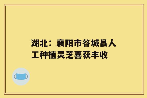 湖北：襄阳市谷城县人工种植灵芝喜获丰收