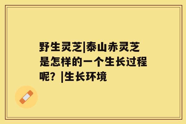 野生灵芝|泰山赤灵芝是怎样的一个生长过程呢?|生长环境 野生灵芝|泰山赤灵芝是怎样的一个生长过程呢?|生长环境