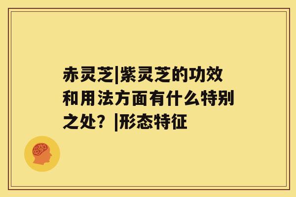 赤灵芝|紫灵芝的功效和用法方面有什么特别之处？|形态特征