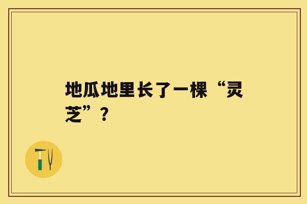 地瓜地里长了一棵“灵芝”？