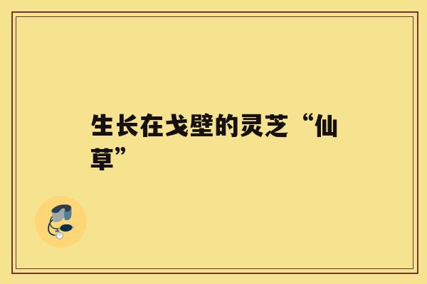 生长在戈壁的灵芝“仙草” 生长在戈壁的灵芝“仙草”