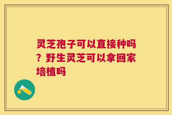 灵芝孢子可以直接种吗？野生灵芝可以拿回家培植吗