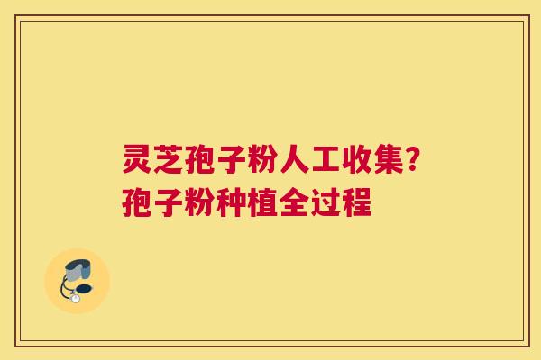 灵芝孢子粉人工收集？孢子粉种植全过程