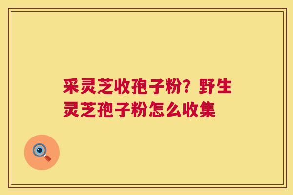 采灵芝收孢子粉？野生灵芝孢子粉怎么收集