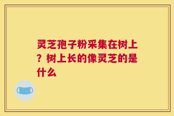 灵芝孢子粉采集在树上？树上长的像灵芝的是什么