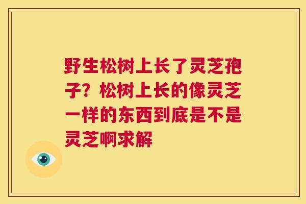 野生松树上长了灵芝孢子？松树上长的像灵芝一样的东西到底是不是灵芝啊求解
