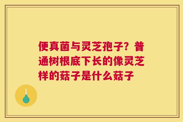便真菌与灵芝孢子？普通树根底下长的像灵芝样的菇子是什么菇子