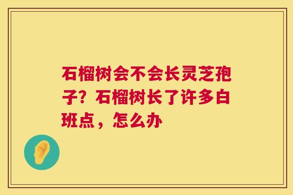 石榴树会不会长灵芝孢子？石榴树长了许多白班点，怎么办