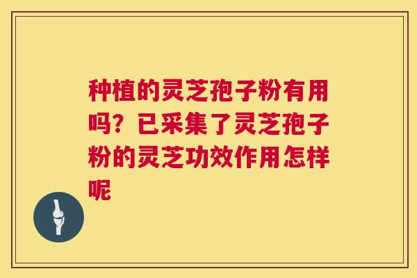 种植的灵芝孢子粉有用吗？已采集了灵芝孢子粉的灵芝功效作用怎样呢