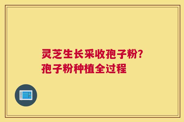 灵芝生长采收孢子粉？孢子粉种植全过程