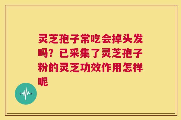 灵芝孢子常吃会掉头发吗？已采集了灵芝孢子粉的灵芝功效作用怎样呢