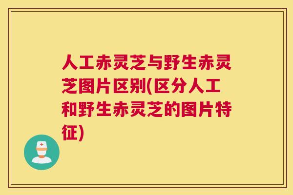 人工赤灵芝与野生赤灵芝图片区别(区分人工和野生赤灵芝的图片特征)