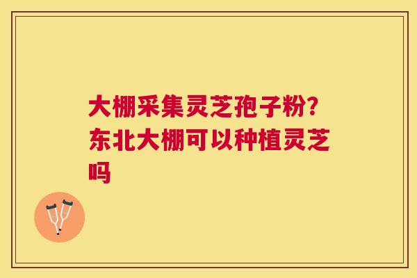 大棚采集灵芝孢子粉？东北大棚可以种植灵芝吗
