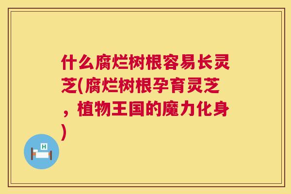 什么腐烂树根容易长灵芝(腐烂树根孕育灵芝，植物王国的魔力化身)