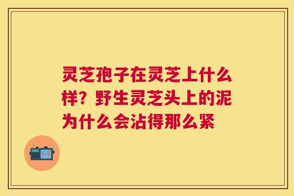 灵芝孢子在灵芝上什么样？野生灵芝头上的泥为什么会沾得那么紧