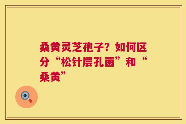 桑黄灵芝孢子？如何区分“松针层孔菌”和“桑黄”