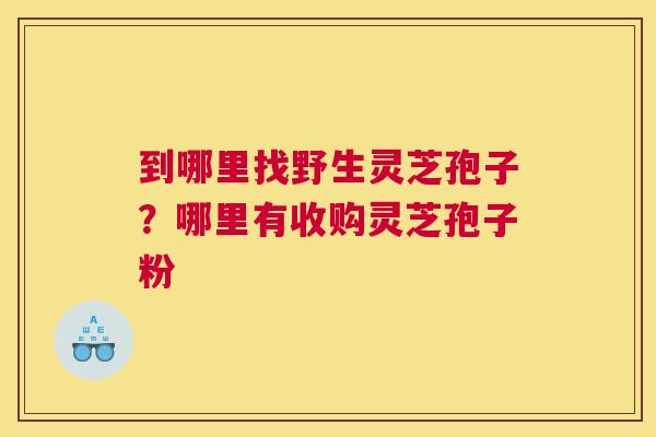 到哪里找野生灵芝孢子？哪里有收购灵芝孢子粉
