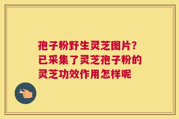 孢子粉野生灵芝图片？已采集了灵芝孢子粉的灵芝功效作用怎样呢