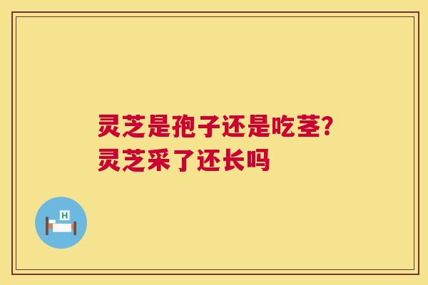 灵芝是孢子还是吃茎？灵芝采了还长吗