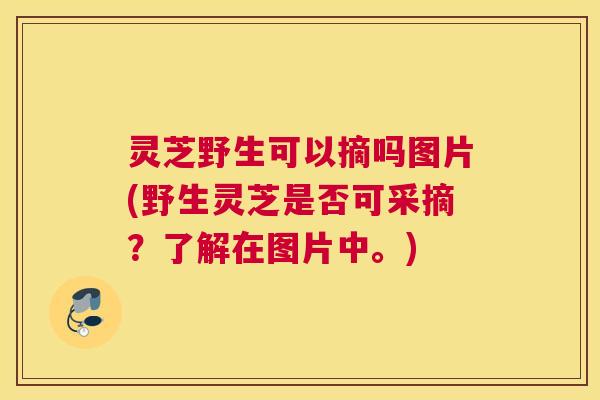 灵芝野生可以摘吗图片(野生灵芝是否可采摘？了解在图片中。)