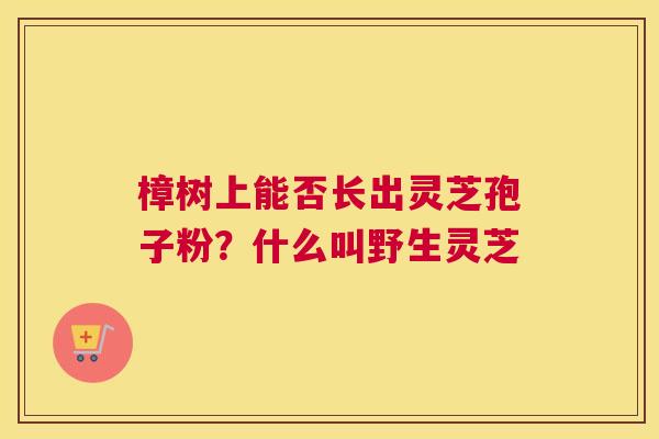樟树上能否长出灵芝孢子粉？什么叫野生灵芝
