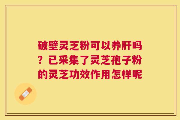 破壁灵芝粉可以养吗？已采集了灵芝孢子粉的灵芝功效作用怎样呢