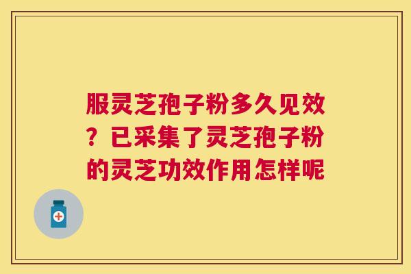 服灵芝孢子粉多久见效？已采集了灵芝孢子粉的灵芝功效作用怎样呢