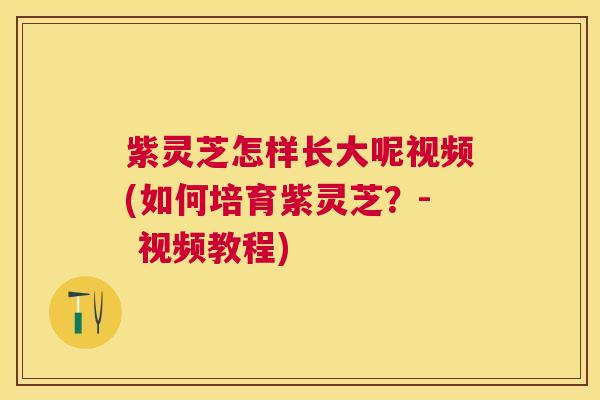 紫灵芝怎样长大呢视频(如何培育紫灵芝？- 视频教程)