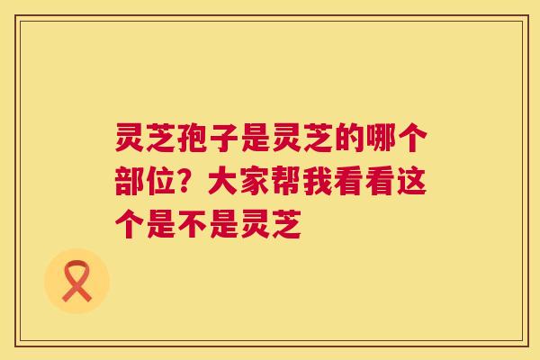 灵芝孢子是灵芝的哪个部位？大家帮我看看这个是不是灵芝