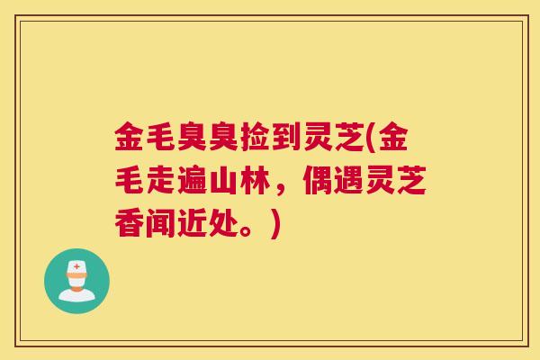 金毛臭臭捡到灵芝(金毛走遍山林，偶遇灵芝香闻近处。)