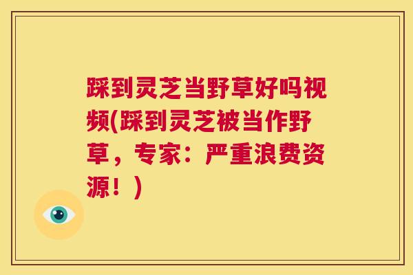 踩到灵芝当野草好吗视频(踩到灵芝被当作野草，专家：严重浪费资源！)
