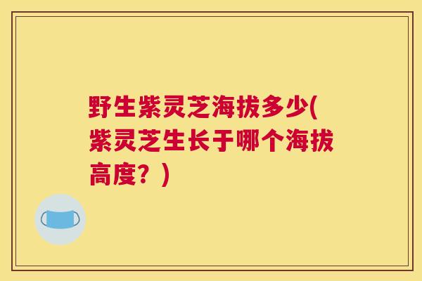野生紫灵芝海拔多少(紫灵芝生长于哪个海拔高度？)