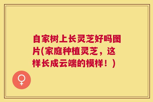 自家树上长灵芝好吗图片(家庭种植灵芝，这样长成云端的模样！)