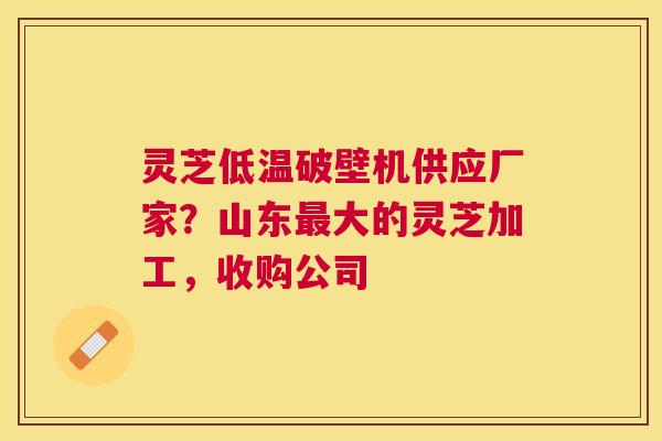 灵芝低温破壁机供应厂家？山东大的灵芝加工，收购公司