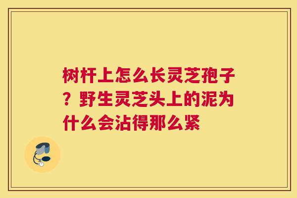 树杆上怎么长灵芝孢子？野生灵芝头上的泥为什么会沾得那么紧