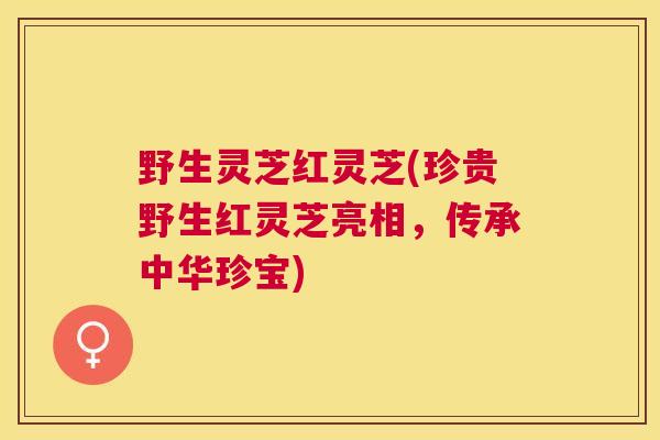 野生灵芝红灵芝(珍贵野生红灵芝亮相，传承中华珍宝)